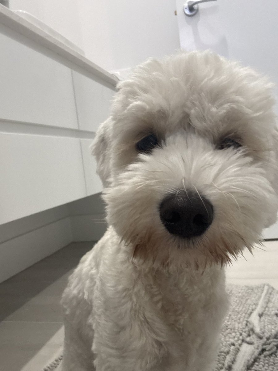 将宠物置入电影场景